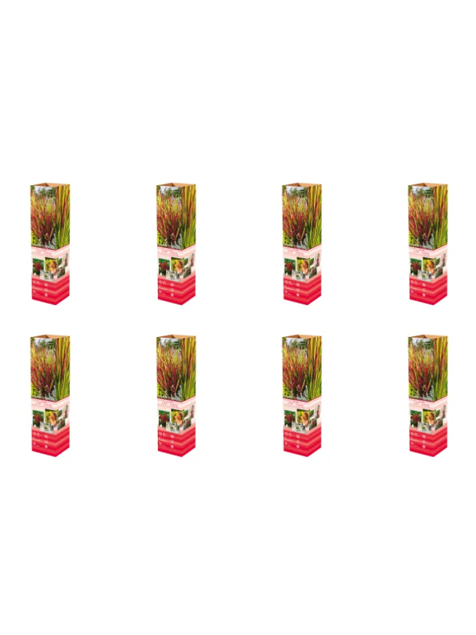 8er-Set: Japanisches Blutgras Imperata cyl. Red Barron in Bunt