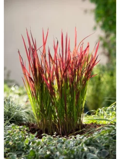 8er-Set: Japanisches Blutgras Imperata cyl. Red Barron in Bunt