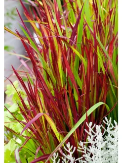 8er-Set: Japanisches Blutgras Imperata cyl. Red Barron in Bunt