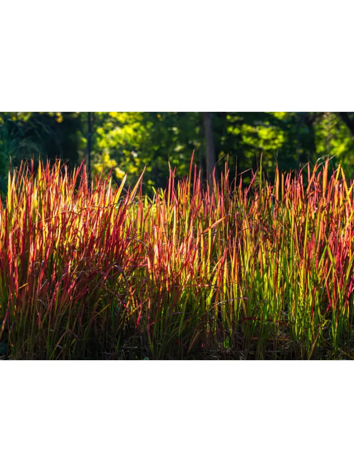 8er-Set: Japanisches Blutgras Imperata cyl. Red Barron in Bunt
