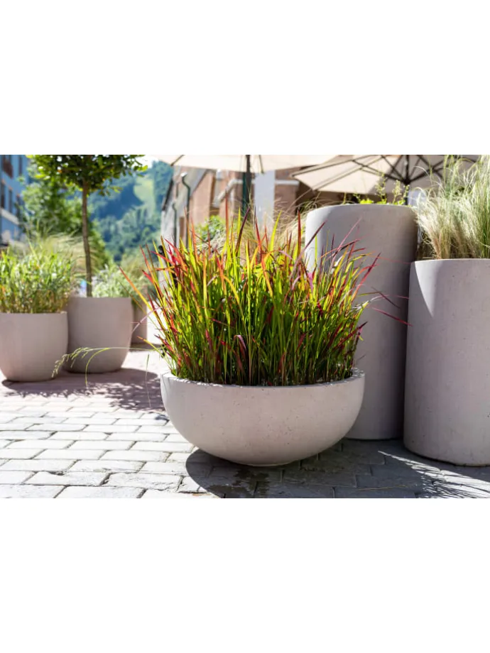 8er-Set: Japanisches Blutgras Imperata cyl. Red Barron in Bunt