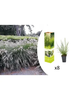 8er-Set: Lampenputzergrases