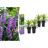 4er-Set: Leliengras Liriope Muscari in Lila