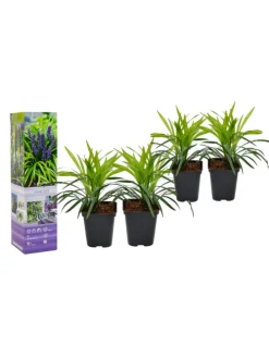 4er-Set: Leliengras Liriope Muscari in Lila