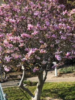 6er-Set: Magnolien Susan in Rosa