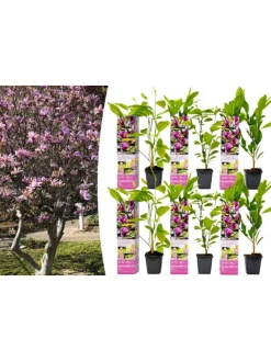 6er-Set: Magnolien Susan in Rosa