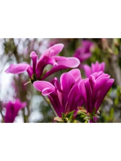 6er-Set: Magnolien Susan in Rosa