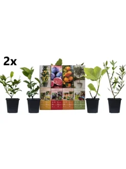 8er-Set: Mediterrane Pflanzen in Bunt