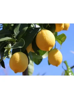 8er-Set: Mediterrane Pflanzen in Bunt