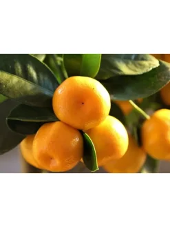 8er-Set: Mediterrane Pflanzen in Bunt