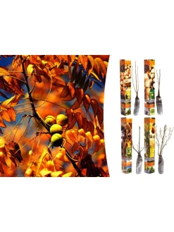 4er-Set: Nusspflanzen in Bunt