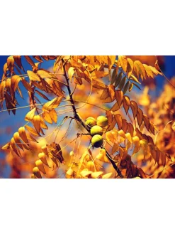 4er-Set: Nusspflanzen in Bunt