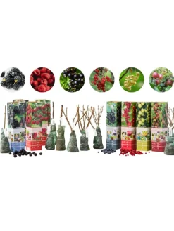 8er-Set: Obstpflanzen in Bunt