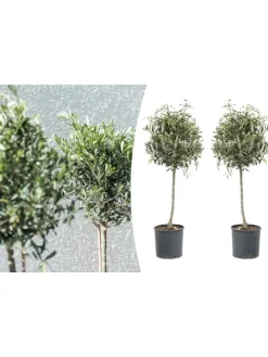 2er-Set: Olivenbäume XL