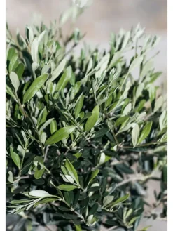 2er-Set: Olivenbäume XL