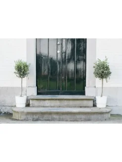 2er-Set: Olivenbäume XL