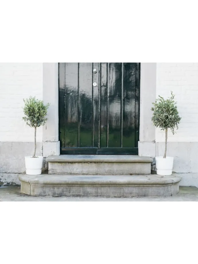 2er-Set: Olivenbäume XL