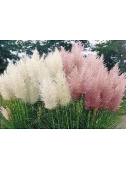 6er-Set: Pampasgras in Bunt