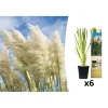 6er-Set: Pampasgras in Weiß
