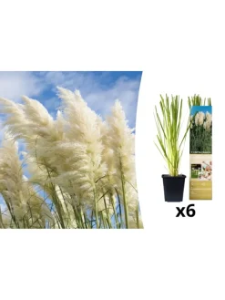 6er-Set: Pampasgras in Weiß