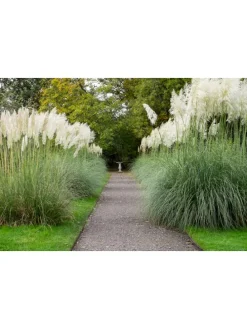 6er-Set: Pampasgras in Weiß