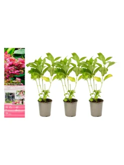 3er-Set: pan. 'Pink Diamond' Hortensien in Rosa