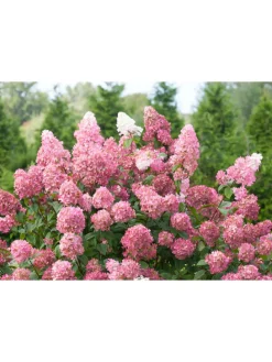 3er-Set: pan. 'Pink Diamond' Hortensien in Rosa