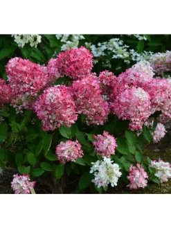 3er-Set: pan. 'Pink Diamond' Hortensien in Rosa