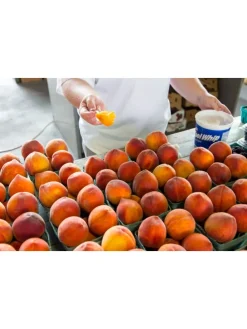 3er-Set: Pfirsich Redheaven Obstbäume in Bunt