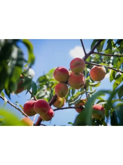 3er-Set: Pfirsich Redheaven Obstbäume in Bunt