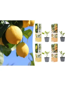 4er-Set: Pflanzen Citrus Mix in Bunt
