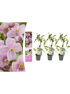 3er-Set: Pflanzen Clematis montana Mayleen in Rosa