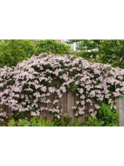 3er-Set: Pflanzen Clematis montana Mayleen in Rosa