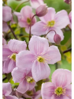 3er-Set: Pflanzen Clematis montana Mayleen in Rosa