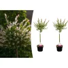2er-Set: Salix integra "Flamingo" auf Stamm in Rosa