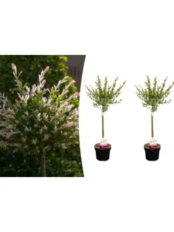 2er-Set: Salix integra "Flamingo" auf Stamm in Rosa