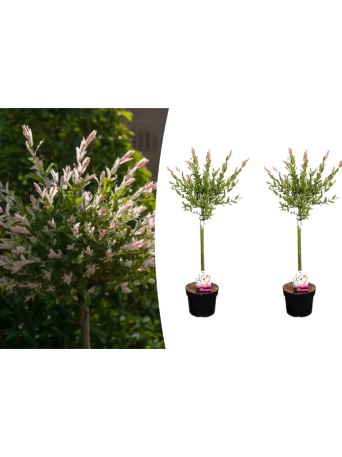 2er-Set: Salix integra "Flamingo" auf Stamm in Rosa