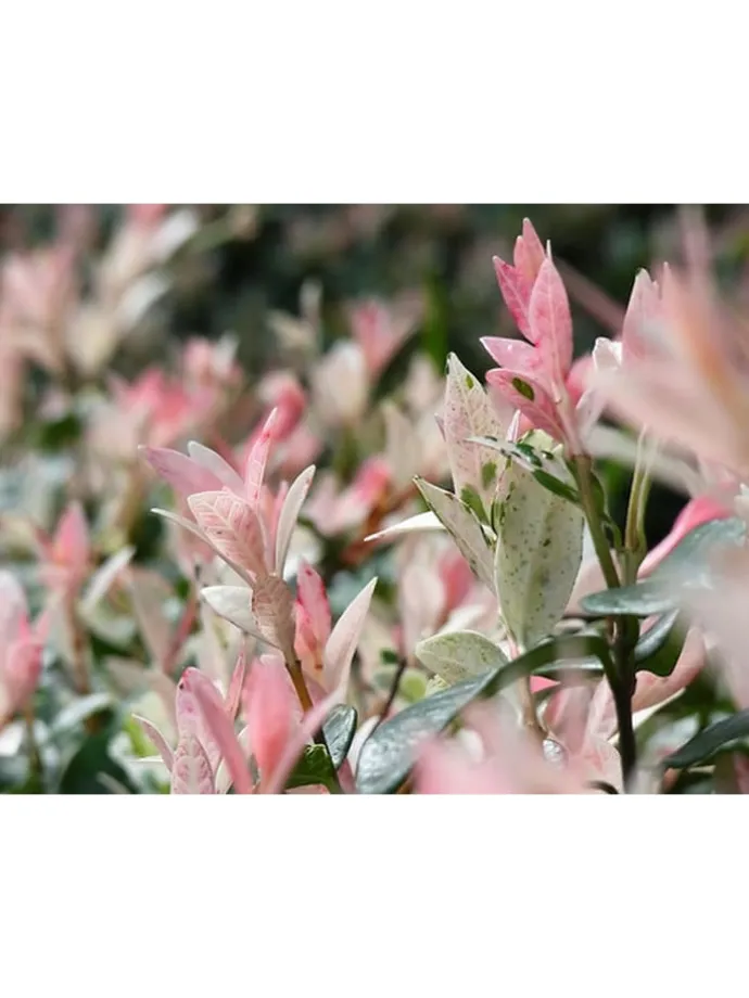 2er-Set: Salix integra "Flamingo" auf Stamm in Rosa