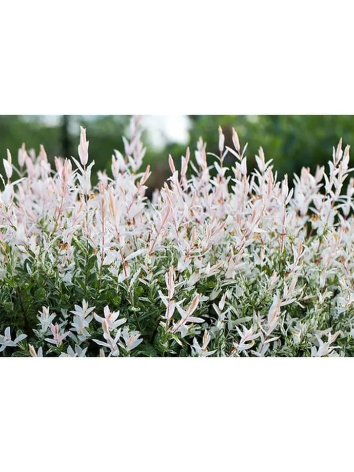 2er-Set: Salix integra "Flamingo" auf Stamm in Rosa