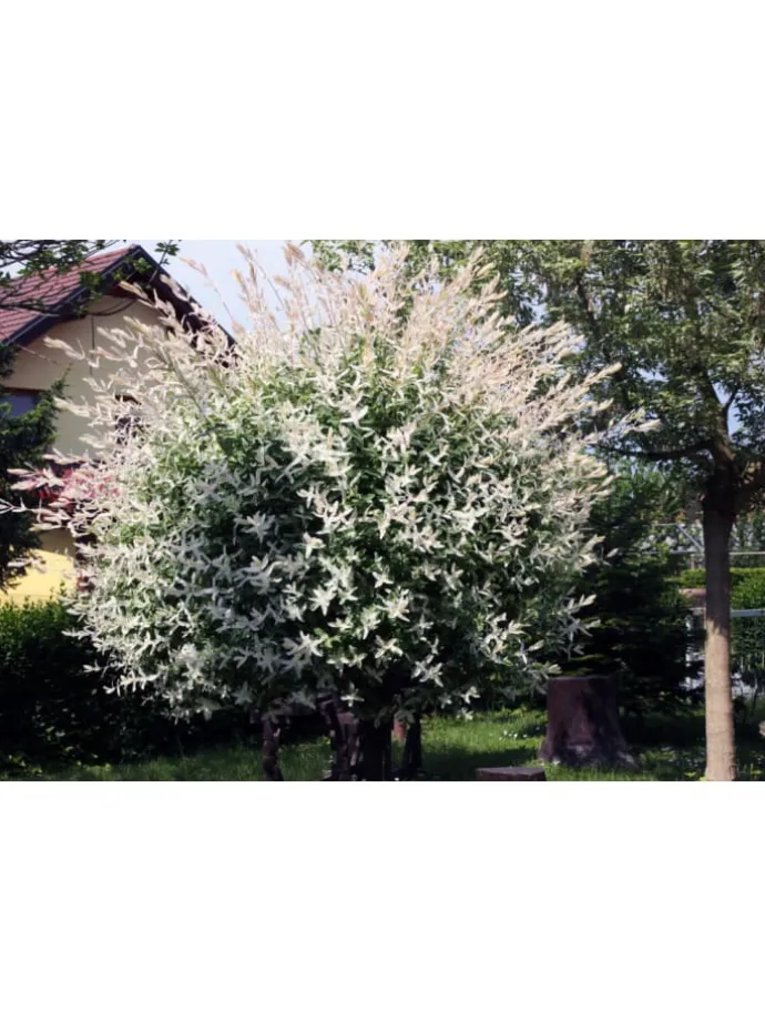 2er-Set: Salix integra "Flamingo" auf Stamm in Rosa