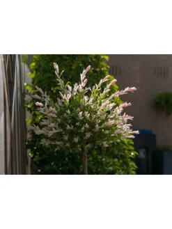 2er-Set: Salix integra