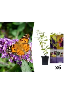 6er-Set: Schmetterlingspflanzen in Lila