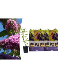 6er-Set: Schmetterlingspflanzen in Lila