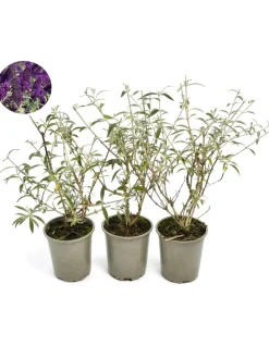 3er-Set: Schmetterlingspflanzen Davidii in Schwarz/Violett