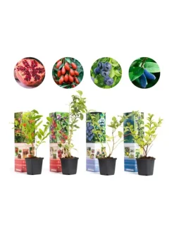 4er-Set: Vitaminpflanzenmischung in Bunt
