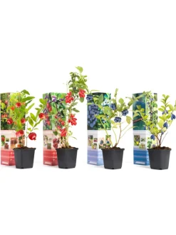4er-Set: Vitaminpflanzenmischung in Bunt