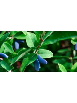 4er-Set: Vitaminpflanzenmischung in Bunt