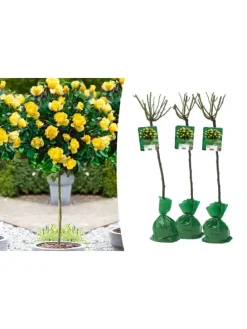 3er-Set: XXL Großblütige Standardrosen in gelb