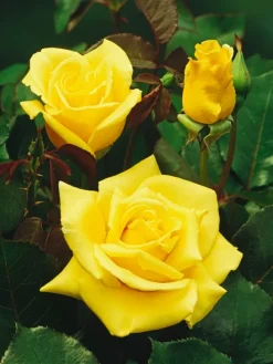 3er-Set: XXL Großblütige Standardrosen in gelb