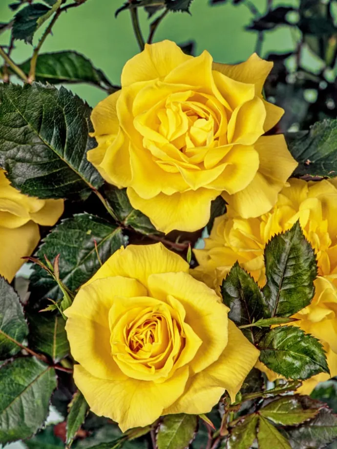 3er-Set: XXL Großblütige Standardrosen in gelb